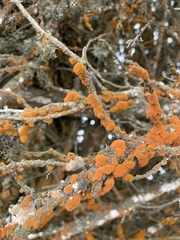 Trentepohlia