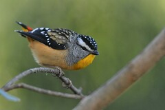 Spotted Pardalote photo 3