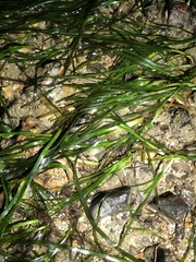 Zostera