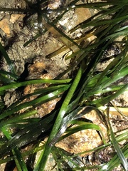 Zostera