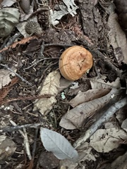 Lactarius rubrilacteus