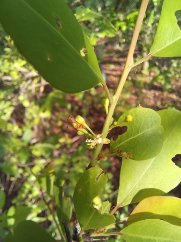 Zambezi Coca Tree (Erythroxylum zambesiacum)