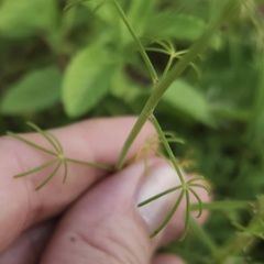Cleome angustifolia