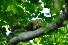 Ratufa bicolor