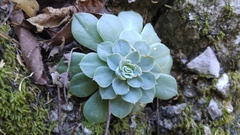 Echeveria simulans