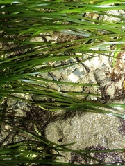 Zosteraceae