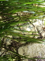 Zosteraceae