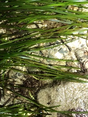 Zosteraceae
