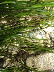 Zosteraceae