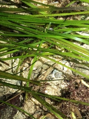 Zosteraceae