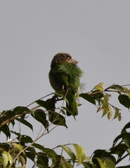 Psilopogon zeylanicus