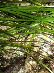 Zosteraceae