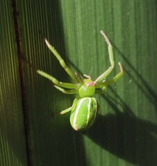 Diaea