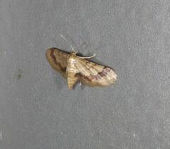 Idaea trypheropa