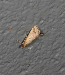 Achyra massalis