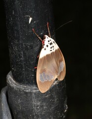 Amerila nigropunctata
