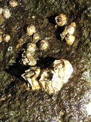 Hexanauplia