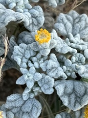 Psathyrotes ramosissima