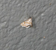 Anydraula pericompsa