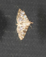 Dysallacta negatalis