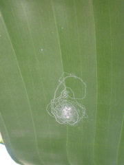 Aleurodicus rugioperculatus