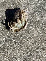 Isocheles wurdemanni