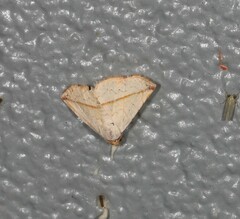 Eublemma perversicolor