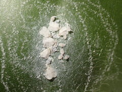 Aleurodicus rugioperculatus