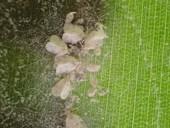 Aleurodicus rugioperculatus