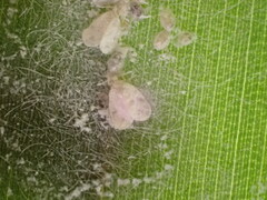 Aleurodicus rugioperculatus