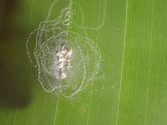 Aleurodicus rugioperculatus