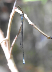 Labidiosticta vallisi