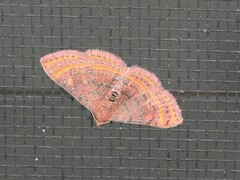 Homodes bracteigutta