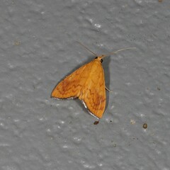 Hyalobathra brevialis