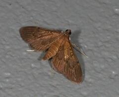 Hymenoptychis sordida