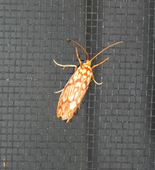 Lactura erythractis
