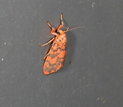 Miltochrista quadrilineata