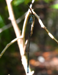 Labidiosticta vallisi