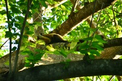 Ratufa bicolor