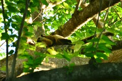 Ratufa bicolor