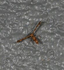 Nippoptilia cinctipedalis