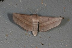 Oenochroma decolorata