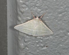 Oenochroma infantilis