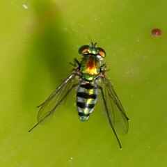 Condylostylus pruinosus