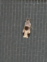 Helcystogramma hibisci