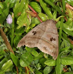 Ophiusa hituense