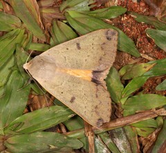 Ophiusa parcemacula