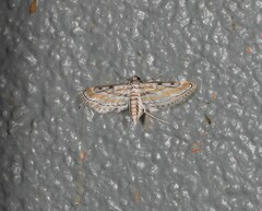 Parapoynx dentizonalis