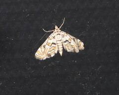 Parapoynx polydectalis