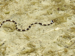 Leiuranus semicinctus
